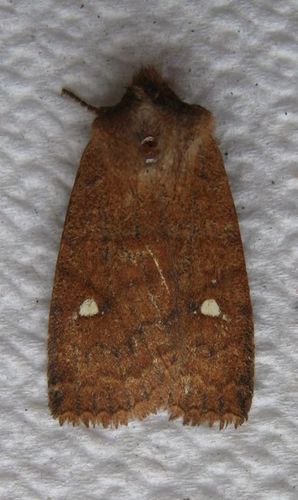 Schweitzer's Sallow