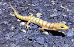 Eremiascincus richardsonii