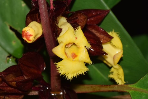 Drymonia pulchra