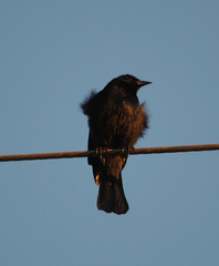 Ptiloxena atroviolacea