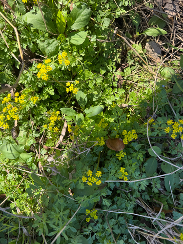 Texas Tauschia (Tauschia texana)