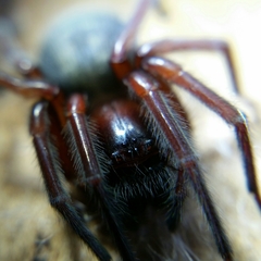 Callobius severus