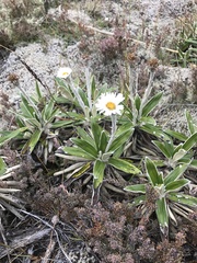 Celmisia spectabilis