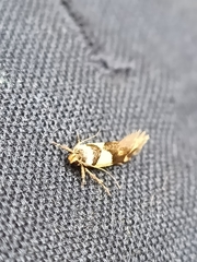 Macrobathra chrysotoxa