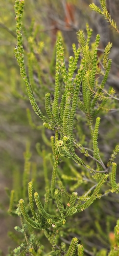 heath myrtle (Baeckea imbricata)