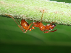 Megalomyrmex leoninus