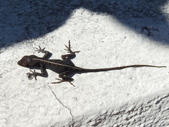 Anolis sagrei