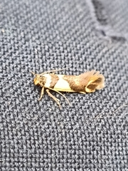 Macrobathra chrysotoxa