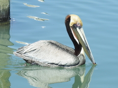 Pelecanus occidentalis