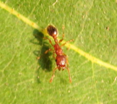 Tetramorium bicarinatum