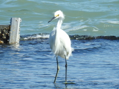 Egretta thula
