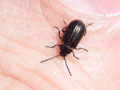 Microtheca ochroloma