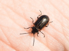 Microtheca ochroloma