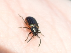 Microtheca ochroloma