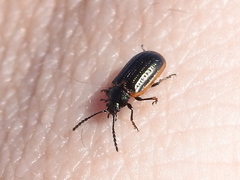 Microtheca ochroloma