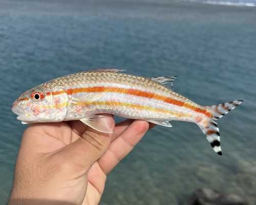 Bandtail goatfish (Upeneus taeniopterus) — Mullidae — 3
