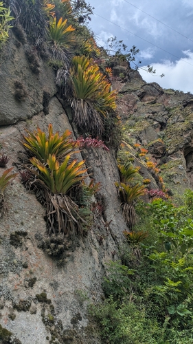 Tillandsia machupicchuensis, photograph 5