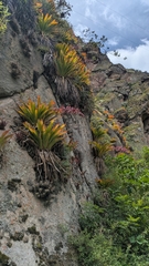 Tillandsia machupicchuensis, photograph (c) Thibaud Aronson, some rights reserved (CC BY-SA)