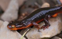 Taricha sierrae