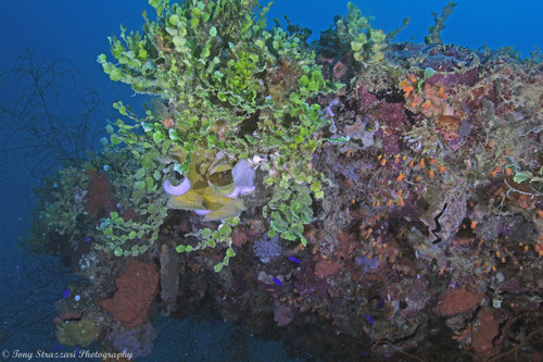 Hyotissa hyotis observed 2019-07-09