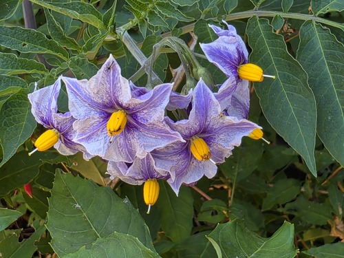 Solanum etuberosum, photograph 3