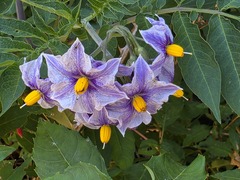 (c) Cesar Ormazabal, some rights reserved (CC BY) Solanum etuberosum, photograph (c) Cesar Ormazabal, some rights reserved (CC BY)
