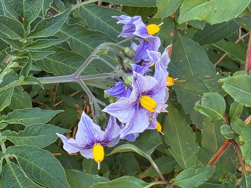 Solanum etuberosum, photograph 2