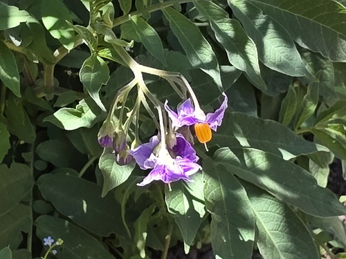 Solanum etuberosum, photograph 5