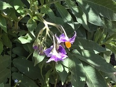(c) Cesar Ormazabal, some rights reserved (CC BY) Solanum etuberosum, photograph (c) Cesar Ormazabal, some rights reserved (CC BY)
