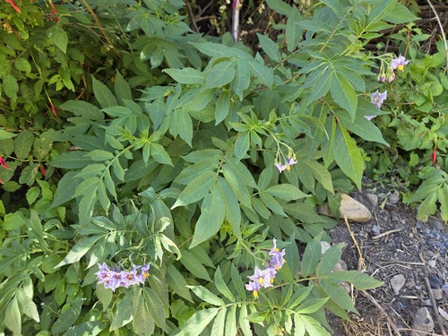 Solanum etuberosum, photograph 6