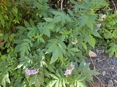 Solanum etuberosum, photograph (c) Cesar Ormazabal, some rights reserved (CC BY)