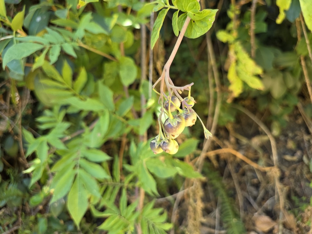 Solanum etuberosum; photograph (c) Cesar Ormazabal, some rights reserved (CC BY)