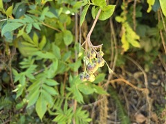 Solanum etuberosum