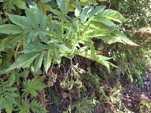 Solanum etuberosum, photograph 1