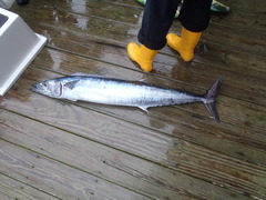 Acanthocybium solandri