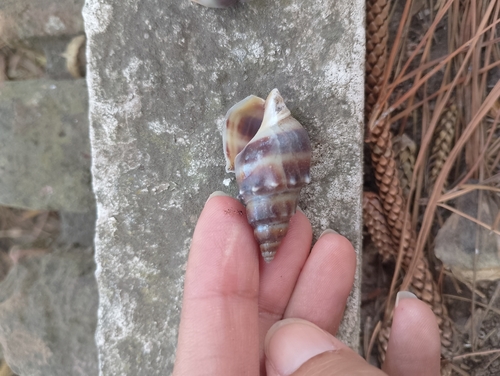 Buccinanops monilifer observed 2026-02-15