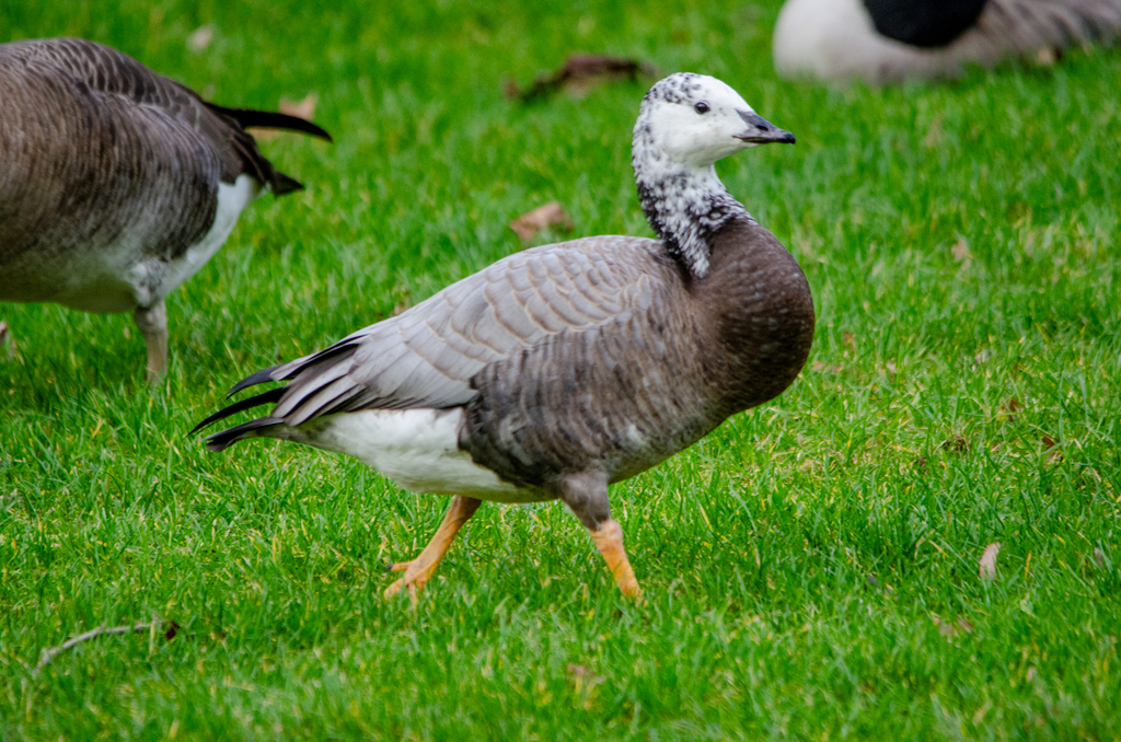 Bar-headed × Barnacle Goose