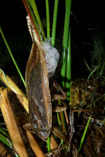 African Giant Water Bug