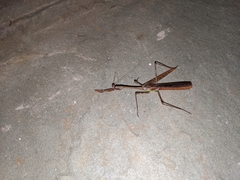 Stagmomantis domingensis
