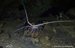 Panulirus femoristriga