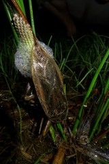 Lethocerus cordofanus