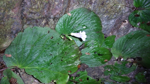 Streptocarpus hildebrandtii