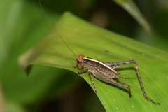 Eneoptera