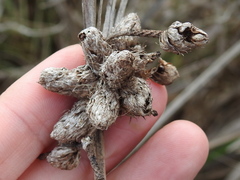 Bolboschoenus robustus