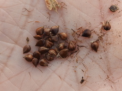 Bolboschoenus robustus