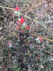 Castilleja arvensis