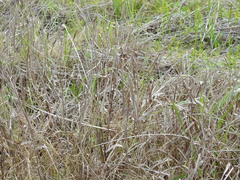 Bolboschoenus robustus