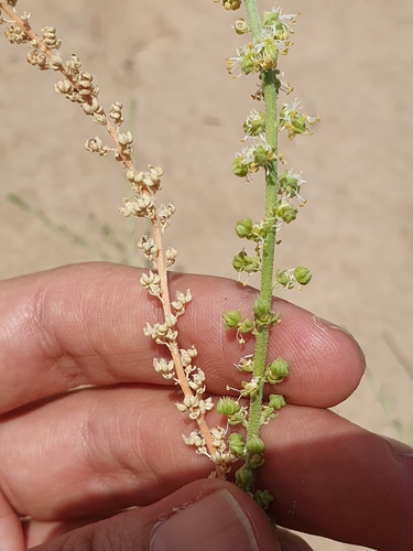 Caylusea hexagyna (Caylusea hexagyna)
