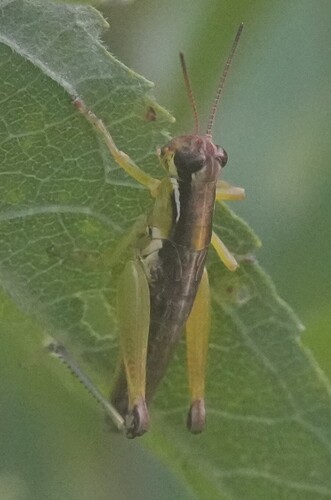 Atlantic Grasshopper photo 5