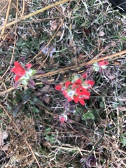 Castilleja arvensis